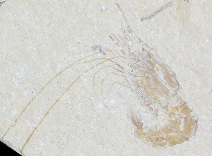Cretaceous Fossil Shrimp Carpopenaeus - Lebanon #42992